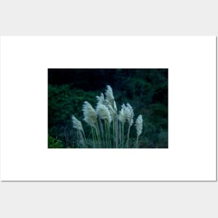 alb pampas grass Posters and Art